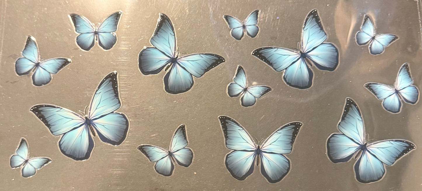 Butterfly’s